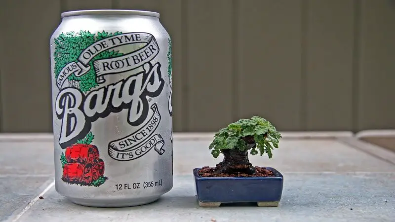 Does Barq’s Root Beer have Caffeine